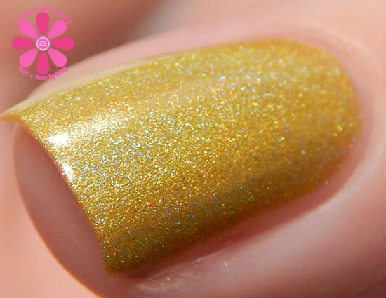 Daisy In Love Macro